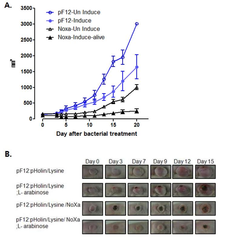 CT-26 종양 마우스모델에서의 Inducible lysis system with DS4.3Noxa 의 항암 효과 확인. 박테리아 융해와 항암단백질 분비 유무에 따른 항암효과 측정(A.)과 그에 따른 종양성장 억제 효과(B.)