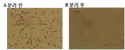 E.coli P678-54 유래의 미니셀