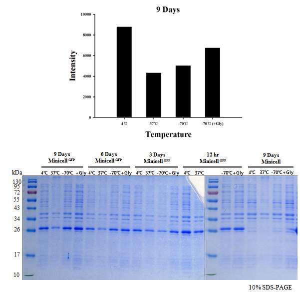 Minicell 에서의 protein(GFP) duration time확인