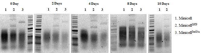 미니셀의 DNA와 RNA 안정성 확인