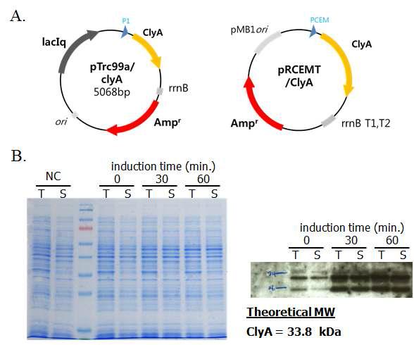ClyA 발현 벡터 제작 및 발현양 확인