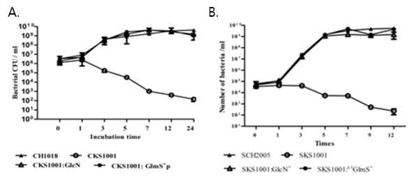 glmS- mutant bacteria의 성장 특성 조사