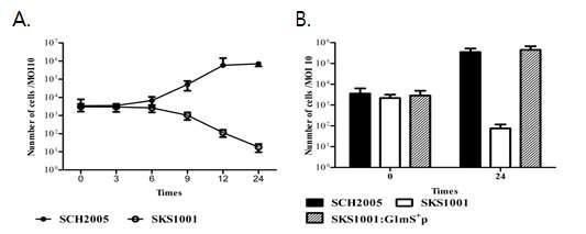 glmS- mutant salmonella 의 intracellular 성장 특성 분석