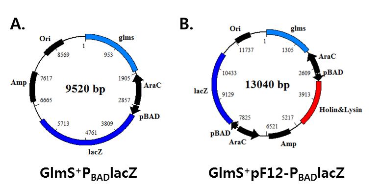 박테리아 융해에 따른 Macromolecule 분비 확인을 위한 inducilble lysis and B-galatosidase 발현 시스템