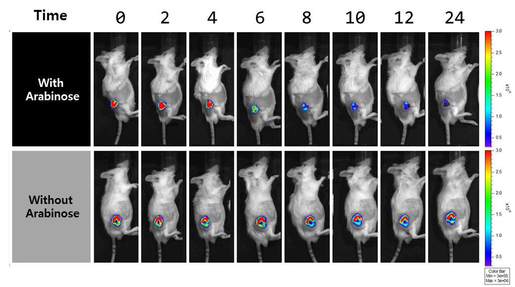 CT-26 tumor 마우스모델을 이용한 Inducible lysis bacteria의 In Vivo lysis effect 검증