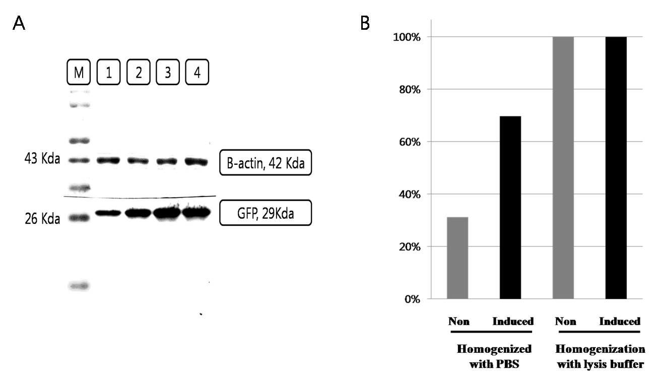 Inducible lysis와 GFP를 발현하는 박테리아를 이용한 종양조직에서의 L-arabinose 처리 후 박테리아 융해 및 GFP 전달