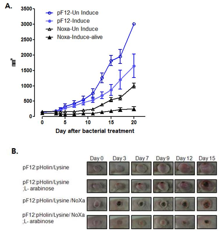 CT-26 종양 마우스모델에서의 Inducible lysis system with DS4.3Noxa 의 항암 효과 확인. 박테리아 융해와 항암단백질 분비 유무에 따른 항암효과 측정(A.)과 그에 따른 종양성장 억제 효과(B.)