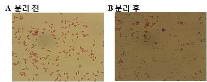 S.thyphimurium 14028S MinCDE mutant 유래의 미니셀