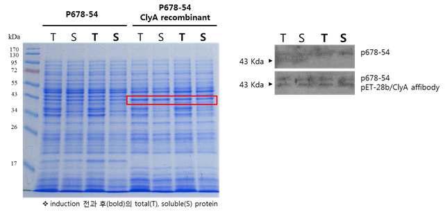 SDS-PAGE/western blotting을 통한 대장균(P678-54) 에서의 ClyA 발현 확인