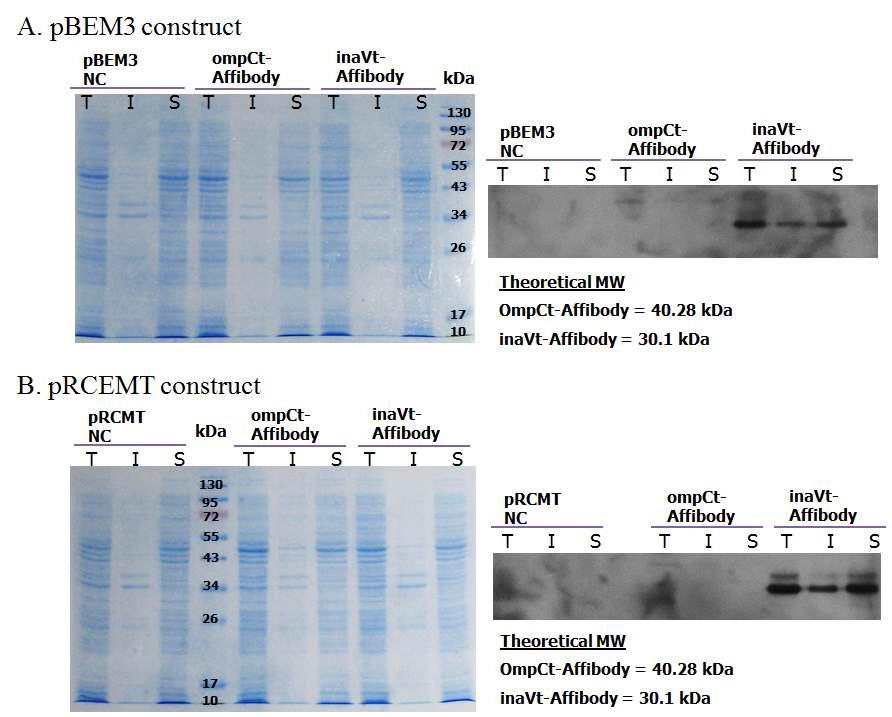 pBEM3 벡터와 pRCEMT에 cloning 된 재조합 단백질의 발현양 확인