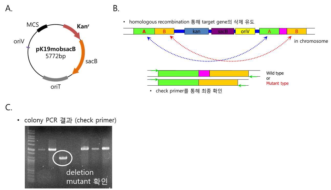 sacB system을 이용한 C. glutamicum의 ΔparA mutant 제작