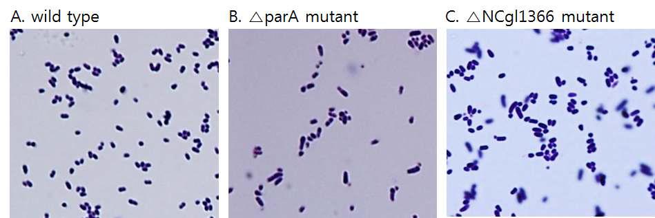 C. glutamicum Wild type과 ΔparA, ΔNCgl1366 mutant 의 morphology 비교