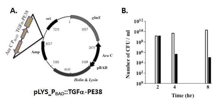 A. TGFa-PE38 발현 및 분비를 위한 벡터시스템 제작 (pLYS_PBAD::TGFa-PE38), B. L-arabinose에 의한 박테리아 사멸현상 확인.