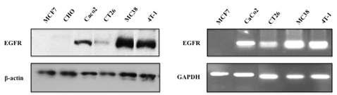 TGFa와 특이적으로 결합할 수 있는 EGFR 과발현 종양세 포주를 EGFR specific Ab를 이용한 Western bolt (left)과 RT-PCR (right) 결과.