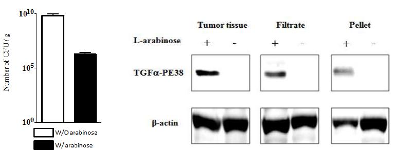 pLYS_TGFa-PE38 탑재 박테리아의 암조직 표적화후 박테리아 Inducible lysis system을 통한 TGFa-PE38의 암조직내 분비 확인