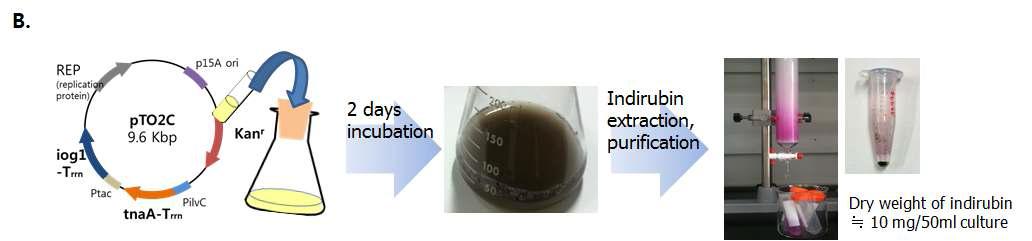 Tryptophan을 기질로 이용하는 생합성 경로를 이용한 인디루빈 생성.