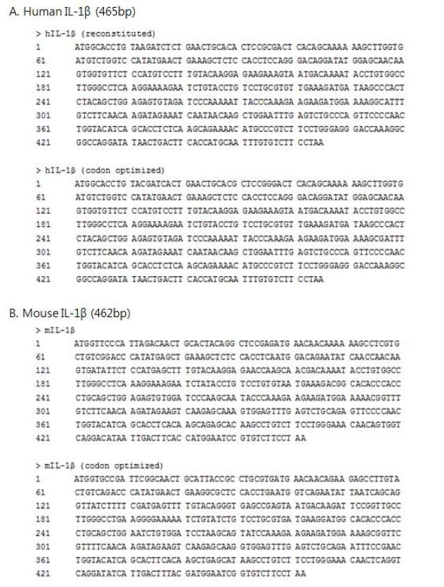 대장균과 살모넬라에서 과발현되도록 코돈이 최적화된 인간과 마우스 유래 IL-1β 유전자 염기서열