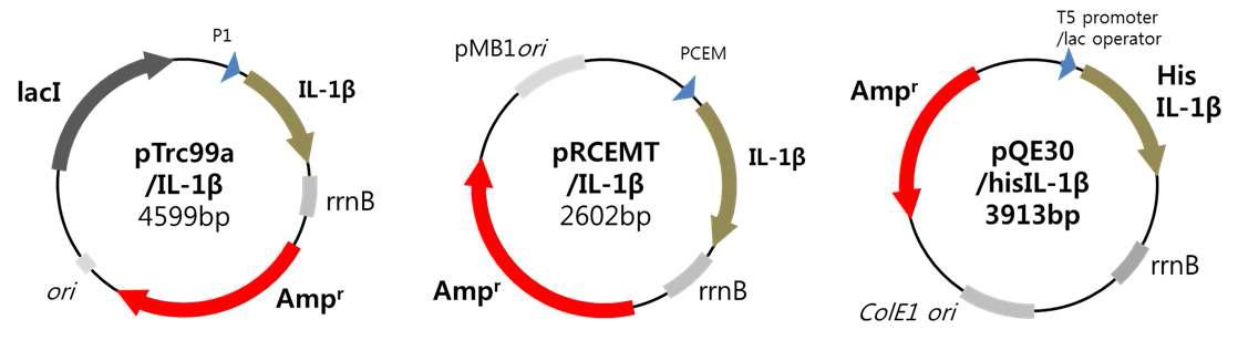 IL-1β 단백질 발현을 위한 발현 벡터 모식도와 유전적 구성요소