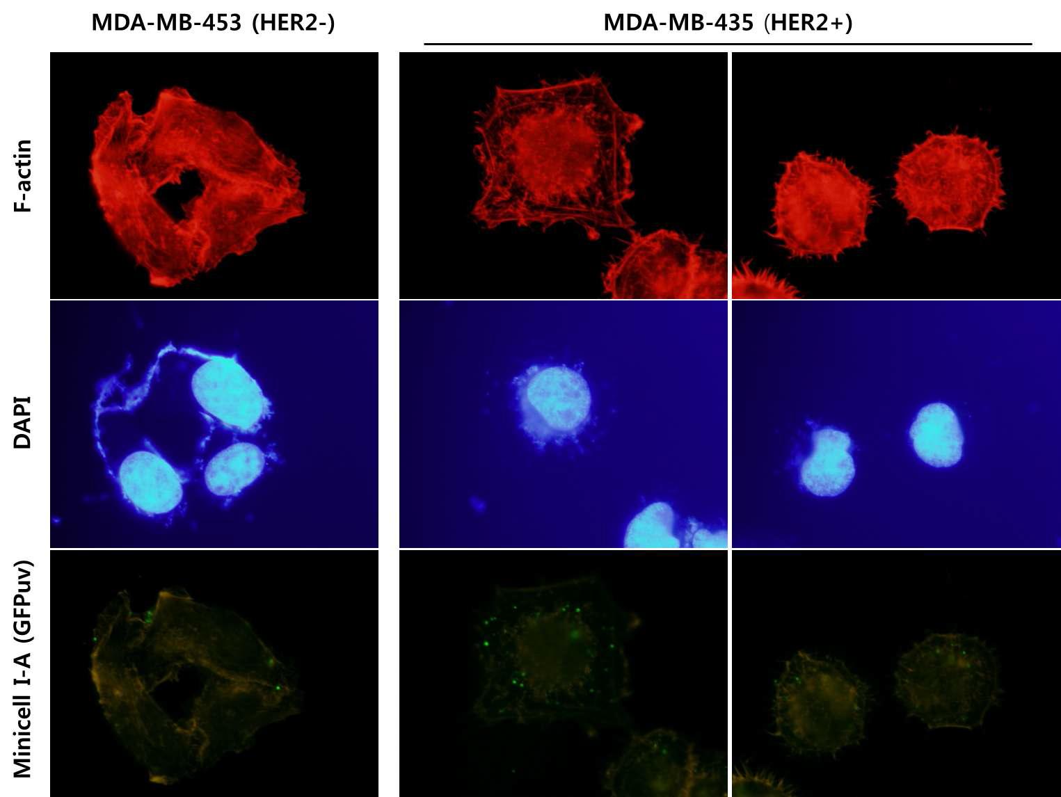 Cell uptake 확인을 위한 Immunohistocheminstry 분석 결과