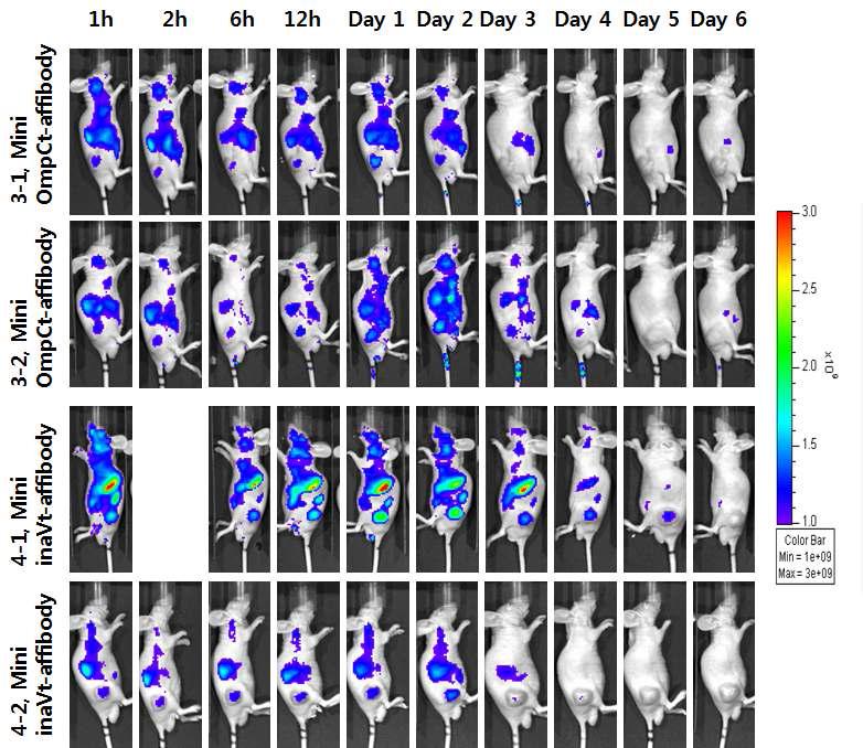 IVIS 장비를 이용한 in-vivo imaging 실험 결과