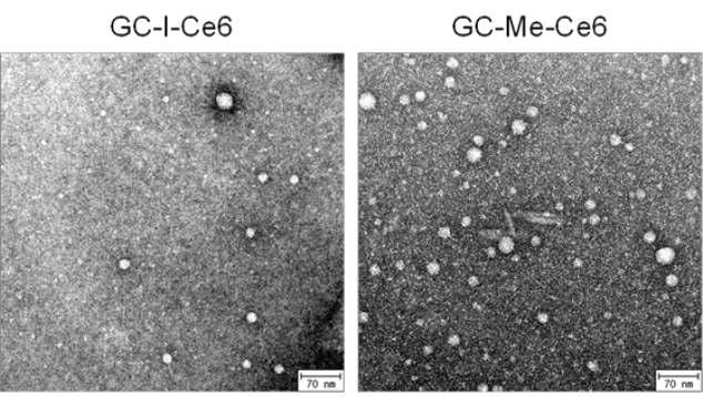 GC-I-Ce6와 GC-Me-Ce6 나노 입자의 TEM 사진.