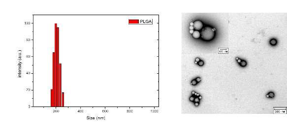 PLGA-Ce6 나노입자의 DLS (좌) 및 TEM (우) 분석 결과.