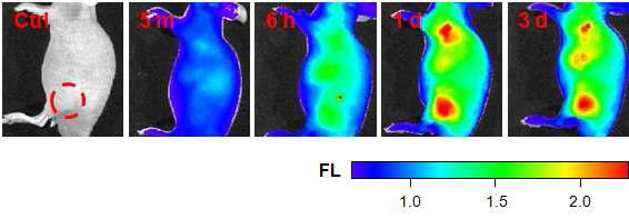 CPD-TPA 함유 고분자 나노입자가 정맥주사된 암모델(SCC7) 쥐의 시간에 따른 근적외 형광이미지.