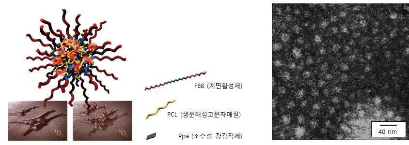 PPa 탑재 고분자 나노입자의 광역학 치료 모식도 (좌) 및 TEM이미지 (우).
