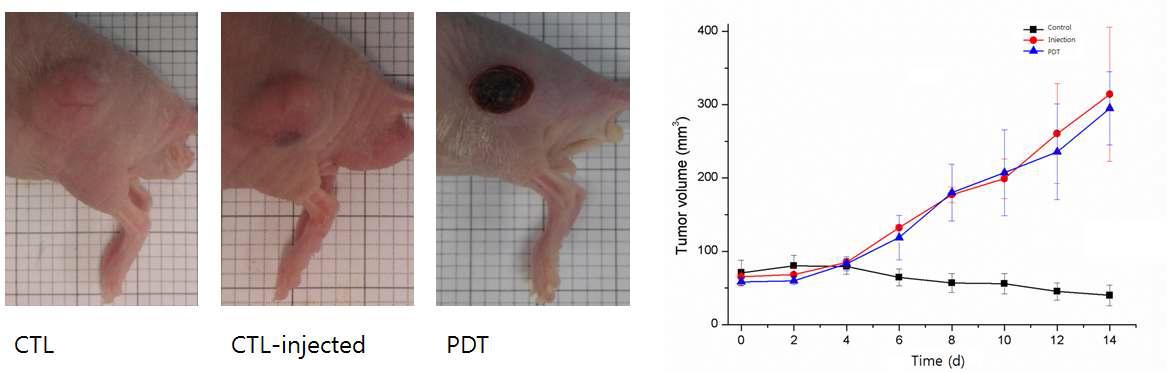 펩타이드가 탑제된 고분자 나노 입자를 암 조직 주변에 투여하고 광역학 치료를 시행한 후 암 모델 쥐의 광학 이미지 (좌) 및 시간에 따른 암 크기 변화 과정 그래프 (우).