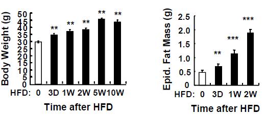 고지방식이에 의한 체중과 지방조직 무게 증가