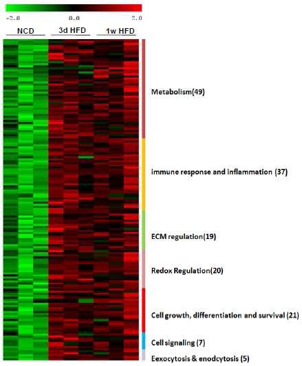 고지방식이 시기에 따른 지방조직 microarray 분석 결과