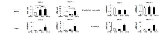 조직별 iNOS와 MCP-1 유전자 발현도 비교