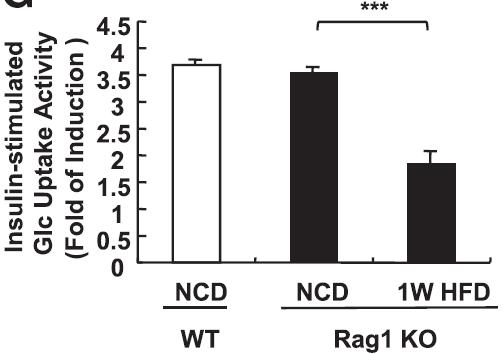 Rag KO 생쥐의 지방세포 glucose uptake activity