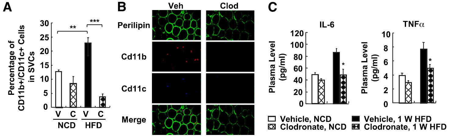 Chlodronate에 의한 대식세포의 수적 감소 확인(A,B)과 염증성 cytokine의 plasma level 감소 (C,D)