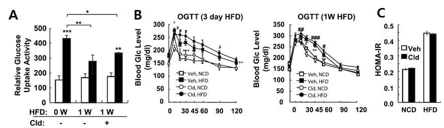 지방세포의 glucose uptake(A), chlodronate 처리군의 GTT(B), HOMA-IR(C) 비교