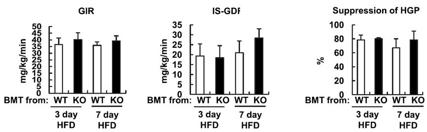 JNK knockout 생쥐의 bonemarrow transplantation에 의한 insulin 저항성