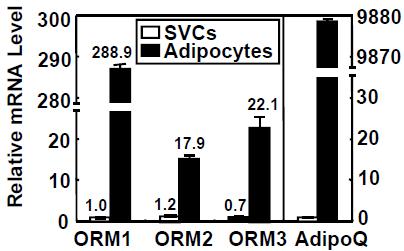 지방세포층에서 ORM 발현