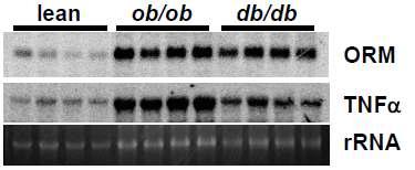 비만 및 당뇨모델 마우스 지방조직 ORM mRNA 발현 증가