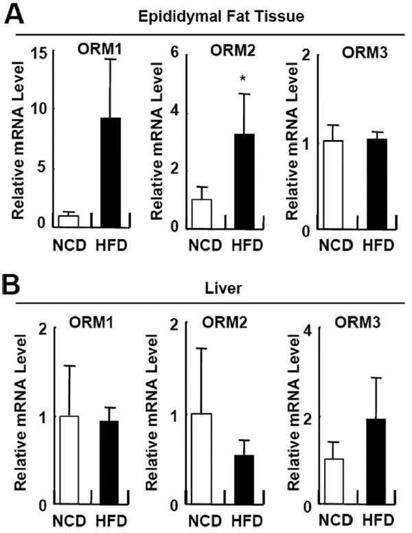 고지방식이에 의해 생쥐의 지방조직에서 ORM 발현 증가