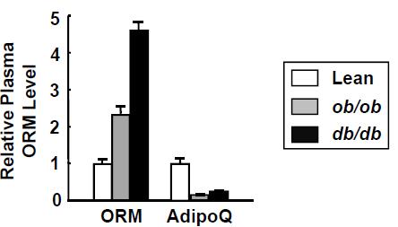 비만 및 당뇨모델 마우스 혈중 ORM level 증가