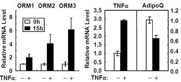 3T3-L1 지방세포에 TNFa 처리시 ORM mRNA 증가