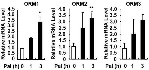 Palmitic acid에 의해 ORM level 증가