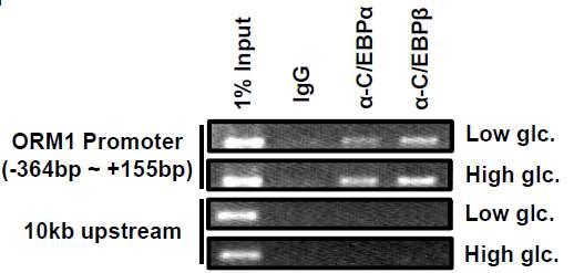 CEBPalpha, beta가 high glucose에서 ORM promoter에 더 많이 결합함