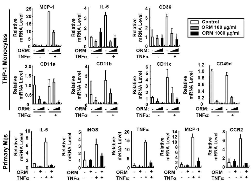 Monocyte/macrophage에 ORM 처리시 염증인자의 유전자 발현을 억제함