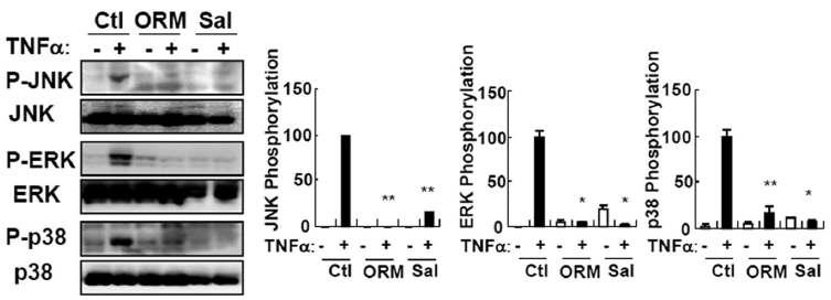 Raw264.7 macrophage에 ORM 처리시 JNK, ERK, p38 인산화