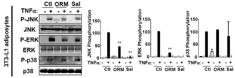 3T3-L1 지방세포주에 ORM 처리시 JNK, ERK, p38 인산화