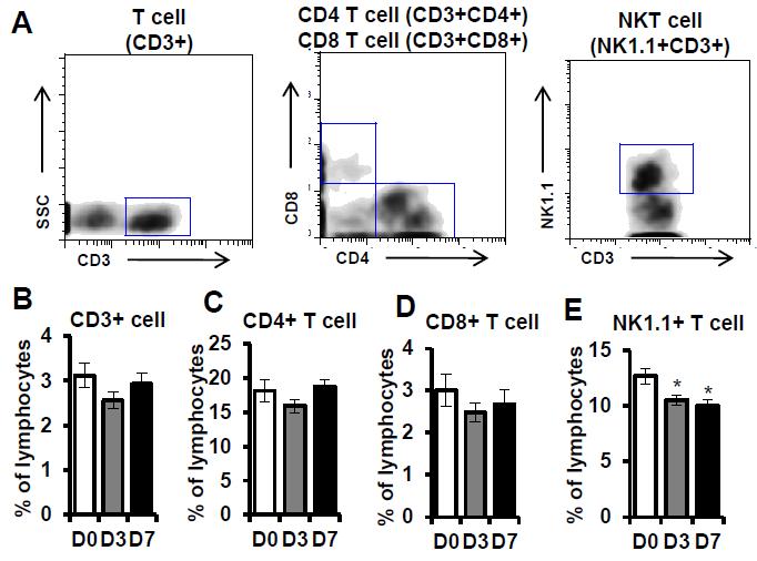 고지방식이에 의한 지방조직 내 T 세포군의 수적 변화