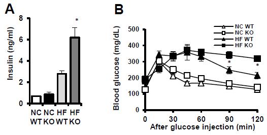 Jα18 KO 생쥐의 인슐린 민감도 변화