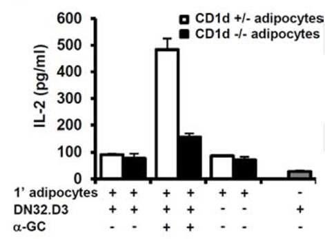 CD1d knockout 지방세포와 iNKT 세포의 공동배양