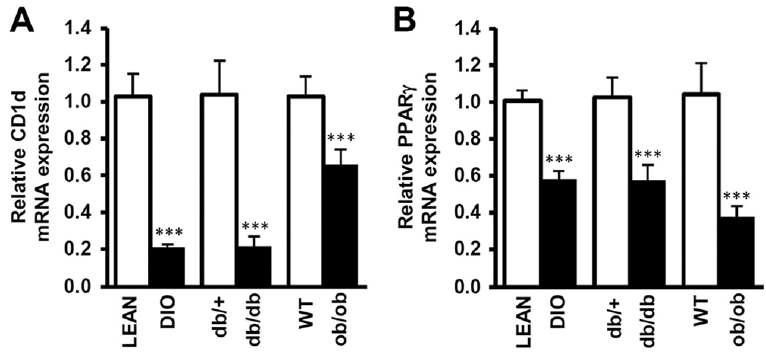 비만개체의 지방세포 CD1d, PPARγ의 발현도 비교